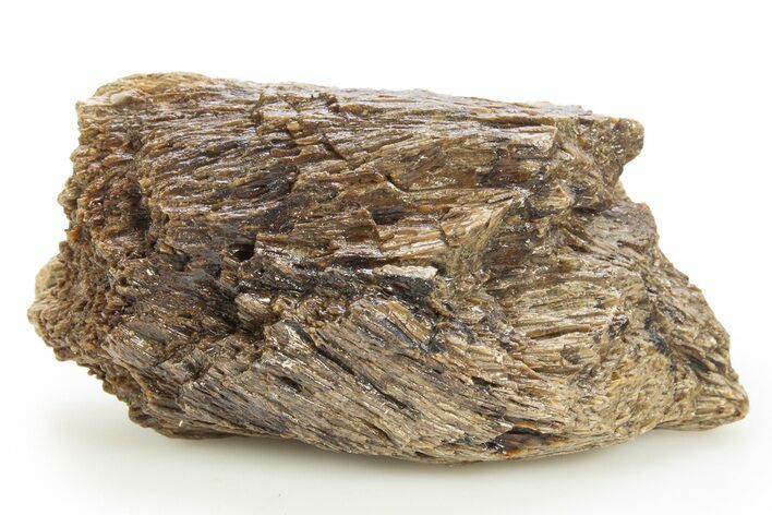 Fossil Tyrannosaur (T rex) Bone Section - Wyoming #309874